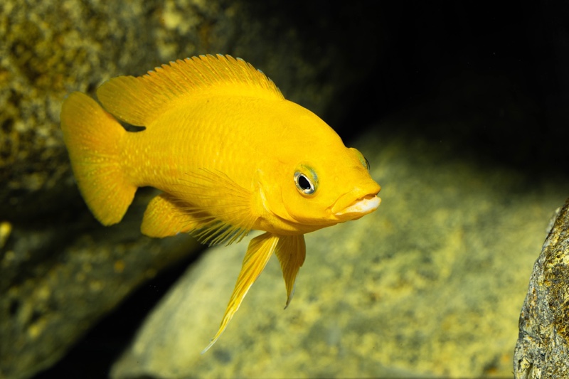 Neolamprologus leleupi 'Talama'